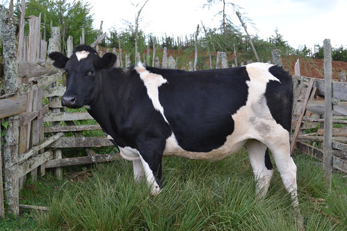 Dairy cow in Ol Kalou, Kenya