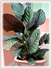 Calathea ornata 'Sanderiana' (Calathea Broad Leaf, Striped Calathea, Pin-stripe Plant)