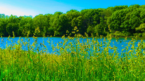 lake illinois spring may horsetail 2014 southmoor