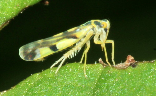 Poatao Leafhopper 29454