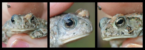 half black eyed toad