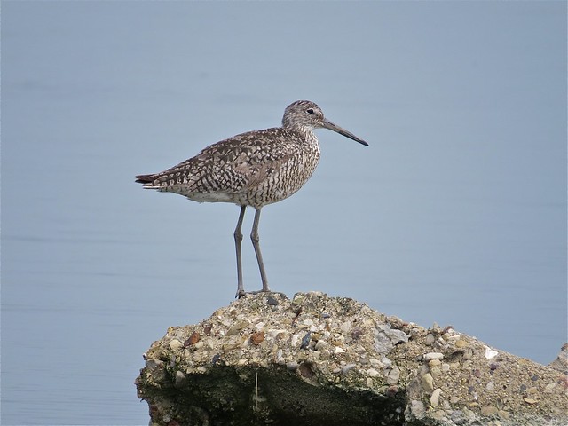 Willet at the Gridley Wastewater Treatment Ponds in McLean County, IL