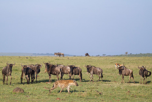 kenya wildlife mara gettyimages masaimara 2014 hemingways olseki naboisho naboishoconservancy kenya2014willdlife
