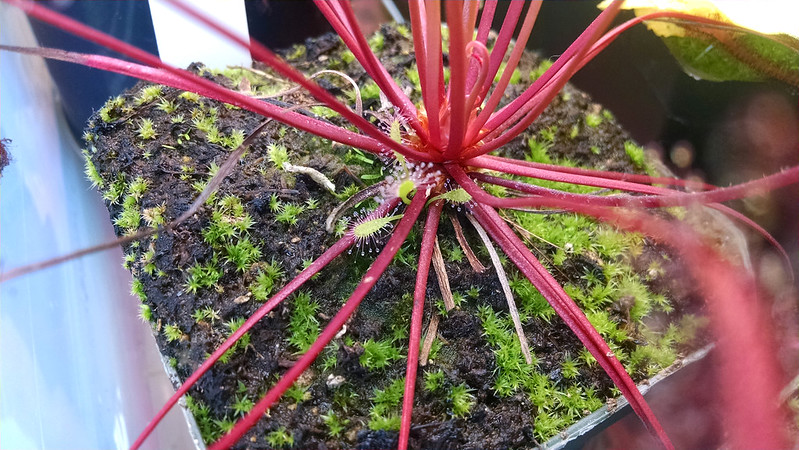 Drosera capensis red form with possible offset