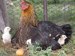 Brood-Hen Sitting with Chikens