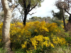 i love when gold paints the bush with thoughts of spring