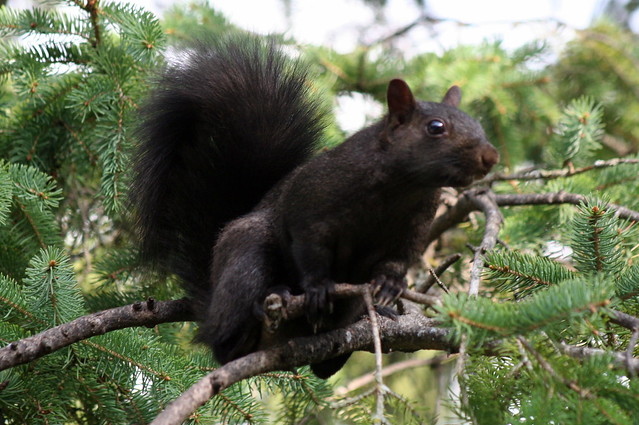 Black Squirrel_9956  Flickr  Photo Sharing!