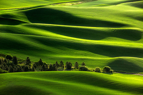 morning light usa sun sunlight plant west green nature colors beautiful field grass lines weather june horizontal rural sunrise landscape countryside washington spring heaven pattern shadows earth farm wheat country grain scenic meadow aerialview sunny nobody farmland hills rows land pacificnorthwest backgrounds fields wa crops growing prairie copyspace lush agriculture spiritual plain dappled idyllic hilly rolling highup rollinghills grasslands daybreak grassy palouse tranquilscene fertile travelphotography steptoe colorimage ruralscene beautyinnature steptoebutte highangleview steptoebuttestatepark rollinglandscape