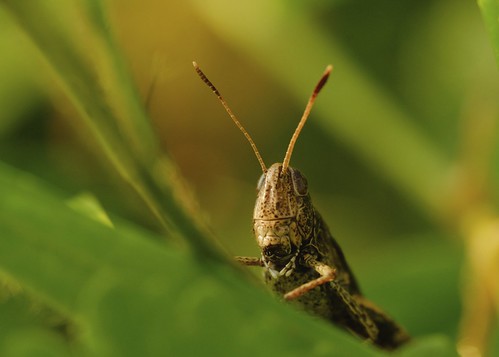 grasshopper macro france fuji xm1 thann mondays itsalive macromondays