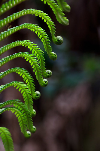 park volcano hawaii national bigisland ferns
