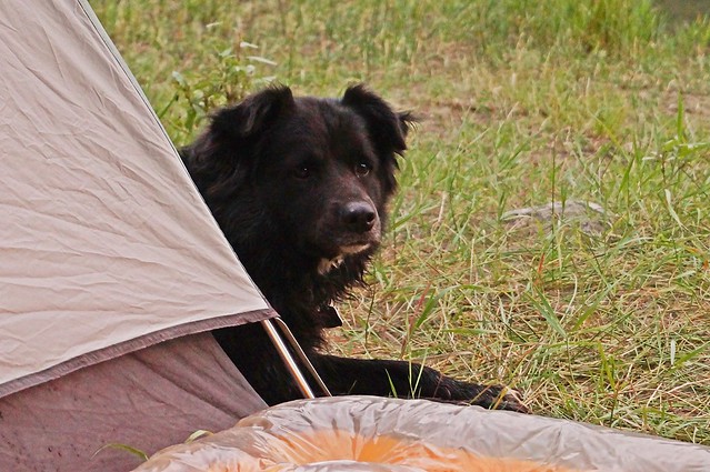 little Bear behind the tent