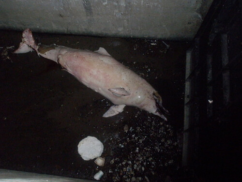 擱淺白海豚被發現時已死亡。蘋果日報翻攝畫面。