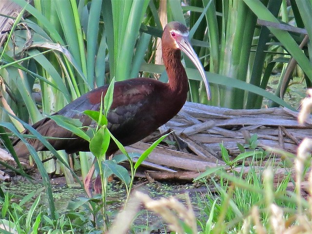 White-faced Ibis at Emiquon National Wildlife Refuge in Fulton County, IL 03