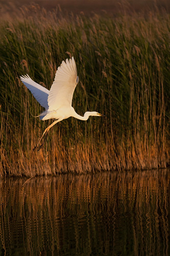 sunset birds fauna goldenhour wetland lamancha ardeidae ardeaalba greatwhiteheron tablasdedaimiel