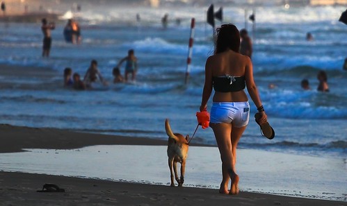 light sea summer people dog reflection beach water walking landscape golden waves seascapes walkingonthebeach goldenhours
