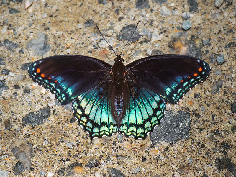 Red-spotted purple Butterfly