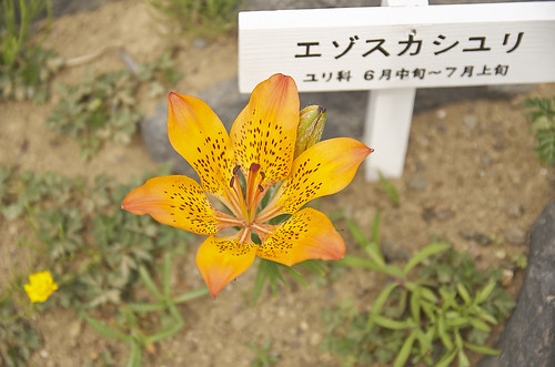 【写真】2014 離島めぐり : 高山植物園/2019-07-14/PICT6617
