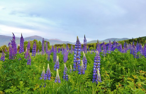 new pink flowers blue sunset summer white mountain mountains flower field june canon washington afternoon mt purple state cloudy nh hampshire presidential mount monroe bunch mm range base lupine lupines 2014 1755 1755mm canonefs1755mmf28isusm 60d