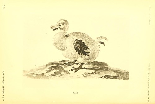 004-Dodo-studiën…1917- Anthonie C. Oudemans- Biodiversity Library