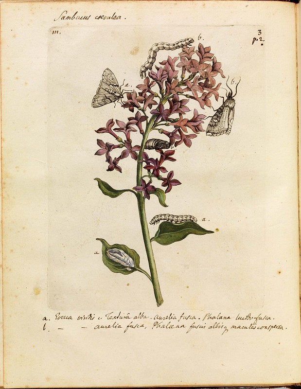 historical science B+W + colour engravings-illustrations of butterflies, bees, moths + plants + flowers in-situ (1700s)