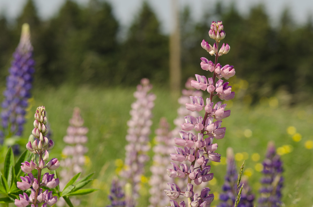lupines 6