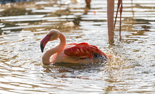 pink sunset red salzburg water zoo austria drops pond nikon action flamingo shaking spilling d4