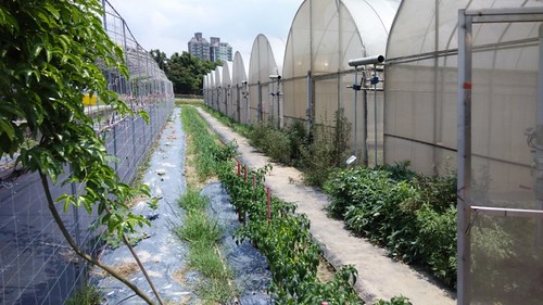 溫室門口種植害蟲忌避植物，圖片由作者提供
