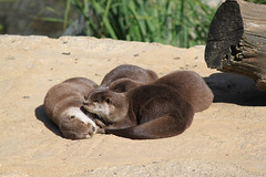 Otters asleep in the sunshine at Branfere
