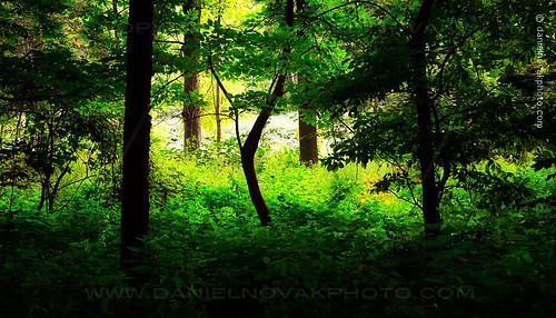 ny newyork green nature forest outdoors photography woods backlit buttermilkfalls northevans