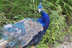 Peacock at Branfere - Photo of Berric