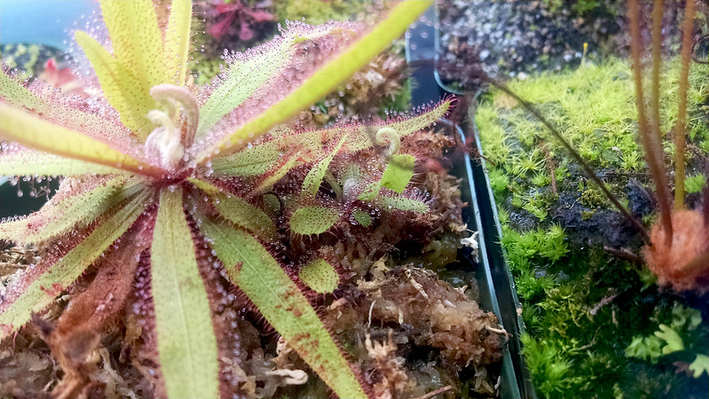 Drosera adelae and offsets.