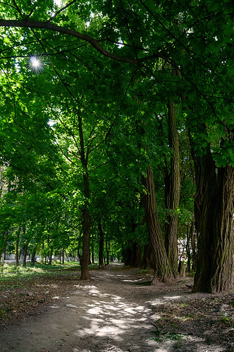 old city trees urban sun green nature landscape alley ukraine vinnytsia