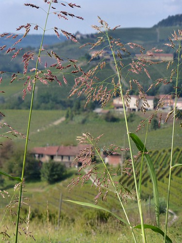 italy landscape italia piemonte piedmont paesaggio cascine monforte langa dalba