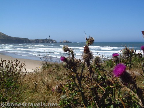 Thistles on the shore of the Pacific, Beverly Beach, Oregon