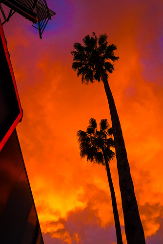 sunset losangeles hollywood palm palmtree