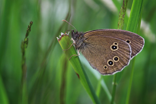 macro grass butterfly germany bavaria underside resting ringlet aphantopushyperantus