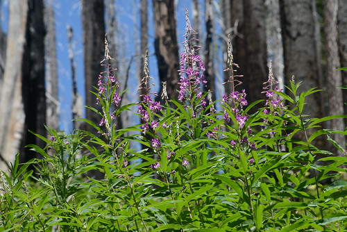 california pink flowers plants usa plant alps west flower america pacific northwest north trinity norcal wildflower pnw fireweed