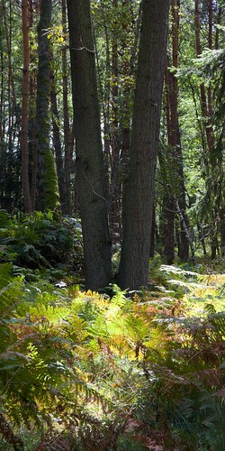 czechrepublic doksko forest les fern kapradí čr máchůvkraj