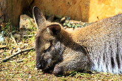 Wallaby at Branfere - Photo of Berric