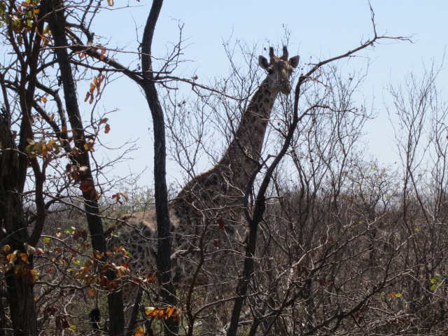 Kruger, Kruger, Kruger!!!!!!! - Sudáfrica 2014: Ballenas Y 8 Días En Kruger (9)
