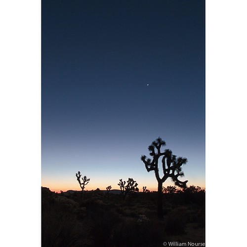 square joshuatree squareformat beautifulearth iphoneography instagramapp uploaded:by=instagram