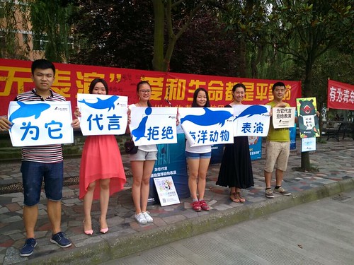 Students in China are joining the campaign to refuse to watch marine mammal performance (2)