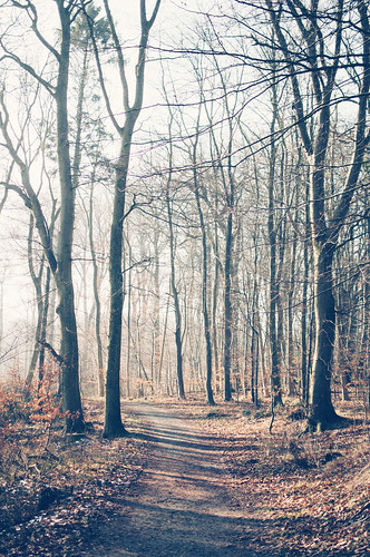 forest path nature landscape winter sun sunshine nikon denmark jutland padborg leaves trees cold