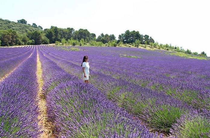 Đồi hoa lavender đà lạt