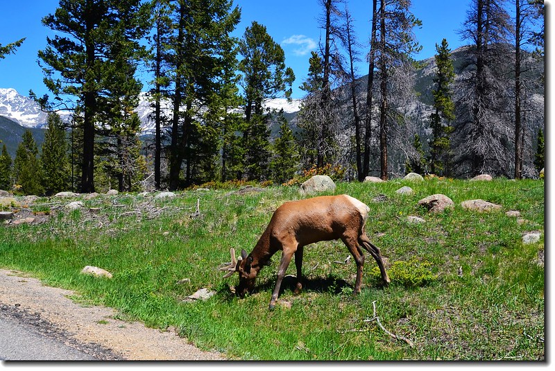 Elk in National Park 2