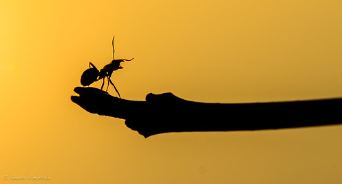 scouting ant redwoodant red sunset solnedgang maur skogsmaur hestemaur yellow orange gul sort start black silhouette siluett sun sol norge norway nikon d800
