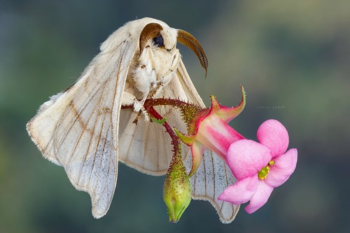 flower macro insect bride moth makro mori silkworm böcek kelebek bombyx componon
