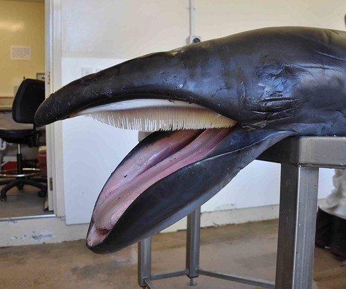 彼得潘鯨魚（小露脊鯨），去年（2013年）解剖的一件幼體標本，作者攝於紐西蘭南島。