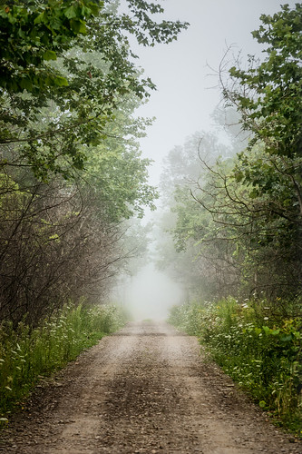 travel nature fog forest quiet hiking pennsylvania walk foggy peaceful atmosphere hike pa serene