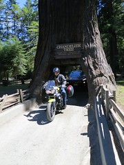 Tristan going through the Chandelier tree